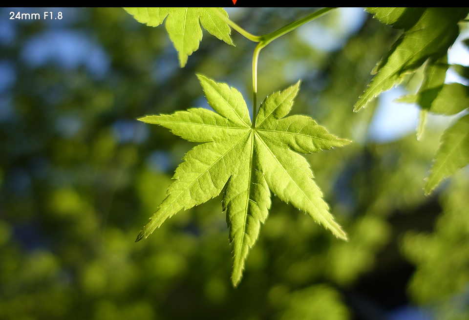 24mm F1.8 샘플사진
