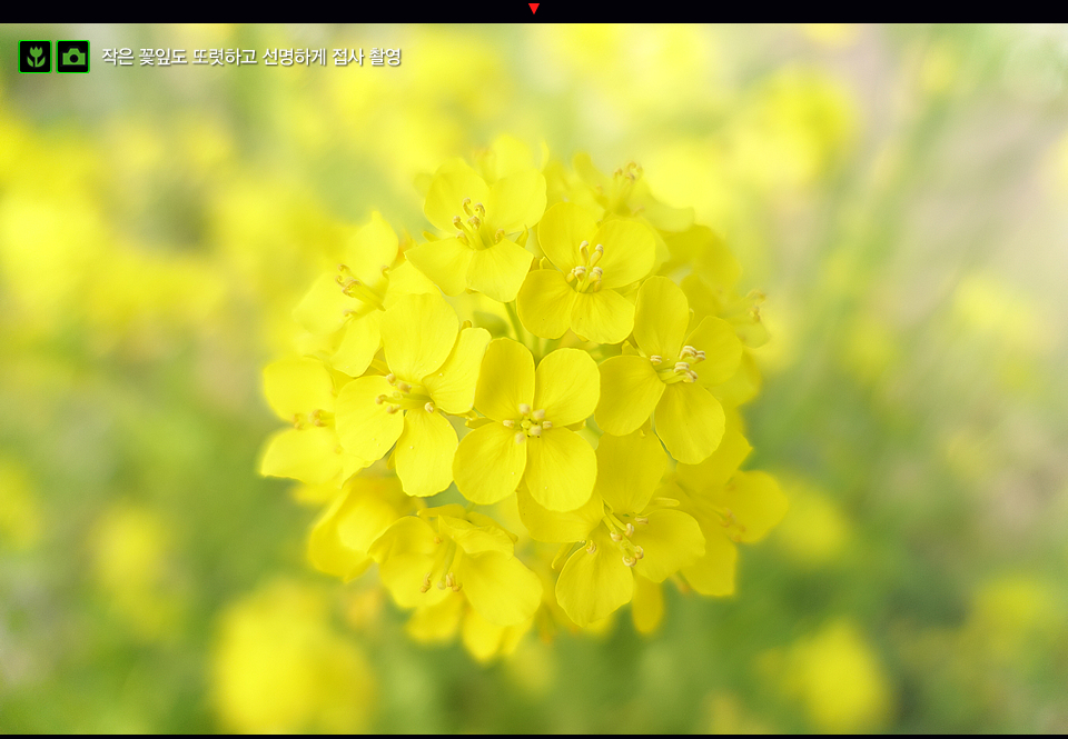 작은 꽃잎도 또렷하고 선명하게 접사 촬영 